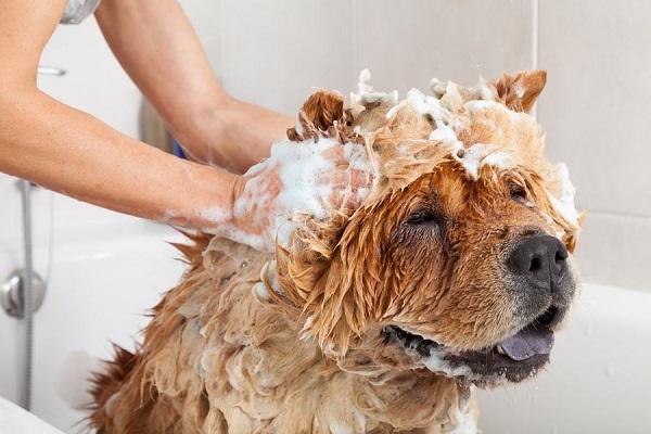 cane dentro la vasca da bagno