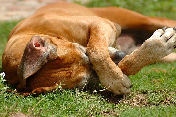 cane con zampe sul viso