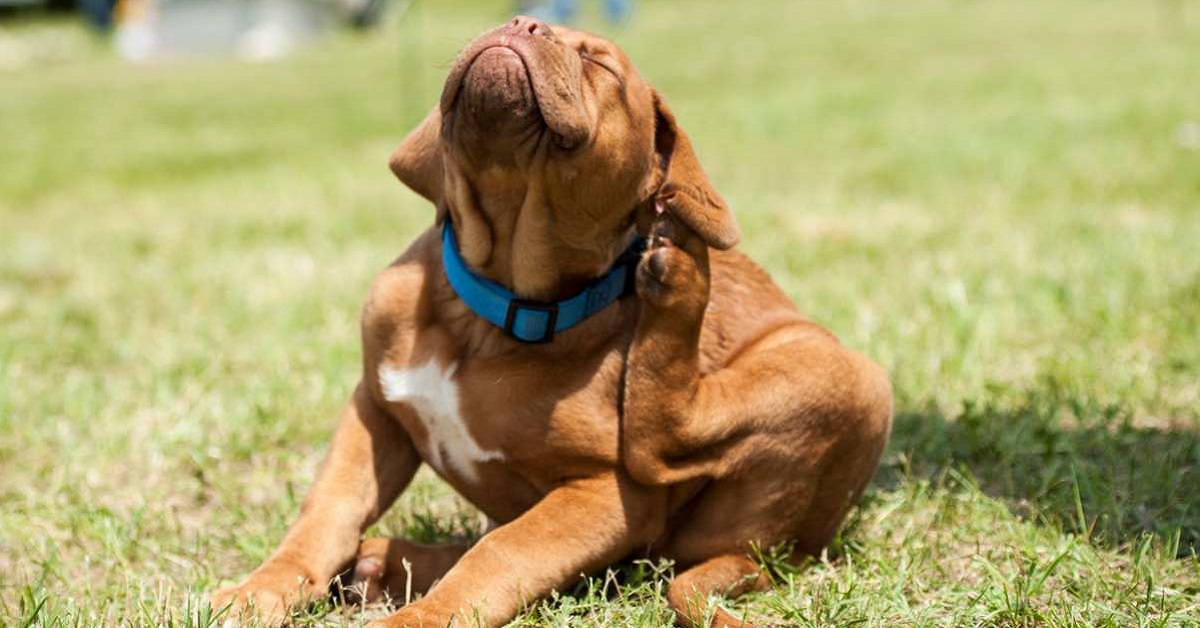 Cheyletiellosi nel cane: tutto quello che bisogna sapere