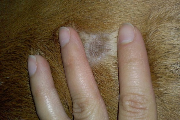 cane con dermatite