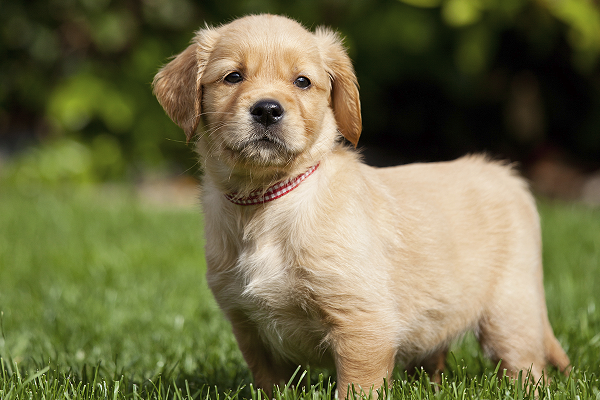 cucciolo di cane su prato