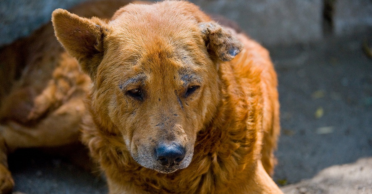 Demodicosi nel cane: cos’è, come si cura e cosa bisogna sapere