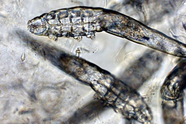 demodex, acaro del cane