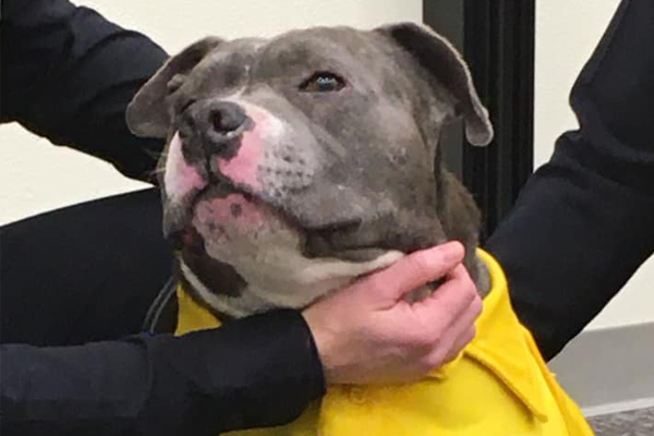 Cane che osserva