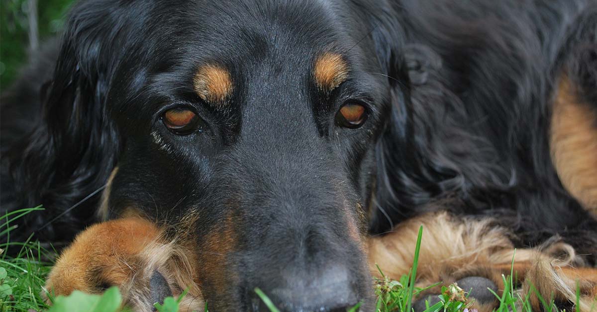 Enfisema nel cane: tutto su questa patologia polmonare