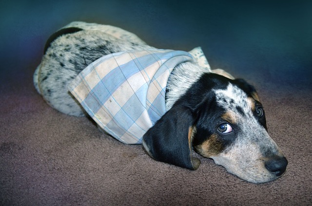 cane guarda con sospetto