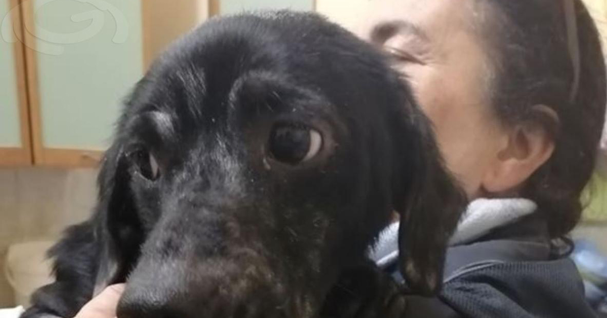 Gessy, la cagnolina malata non curata dal proprietario disoccupato