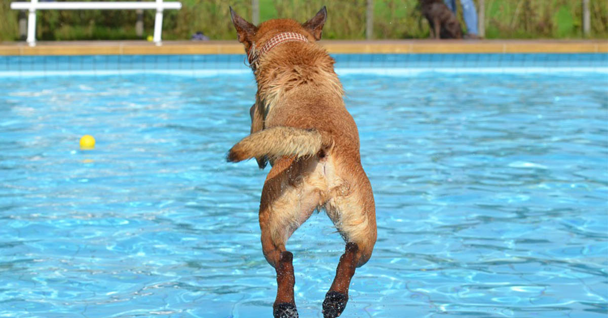 cane gioca in acqua