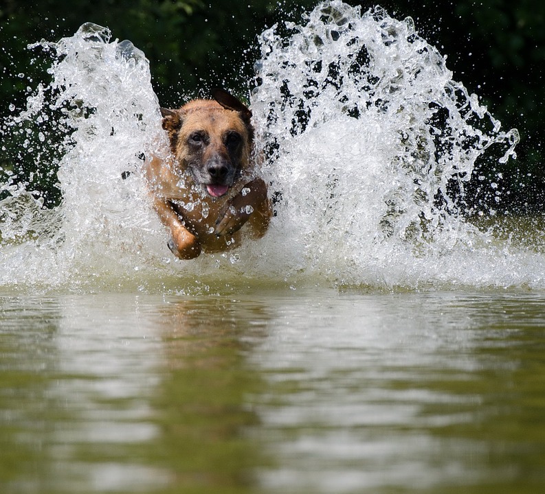 cane nuota in acqua