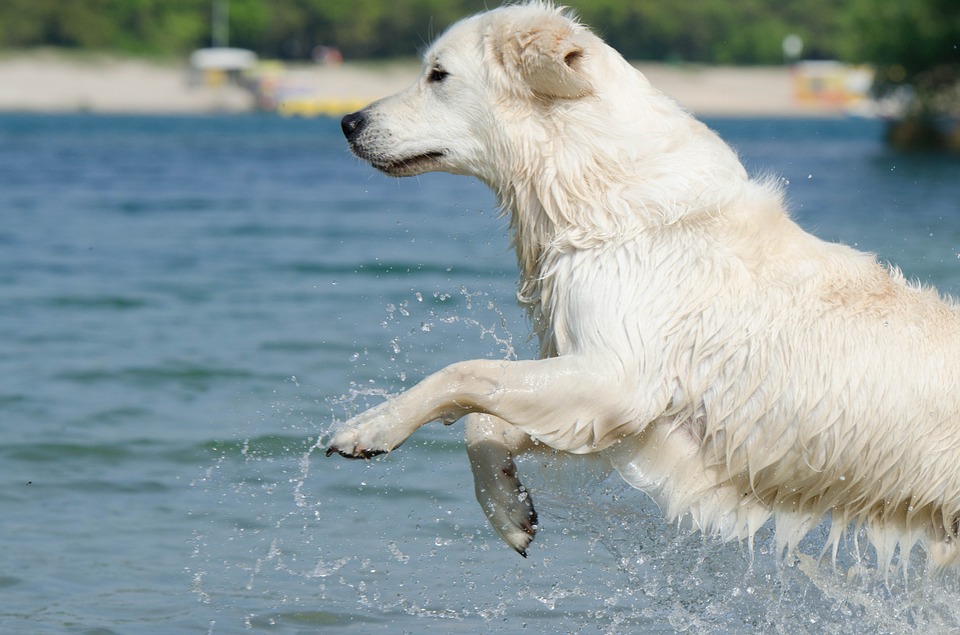 cane nuota in acqua