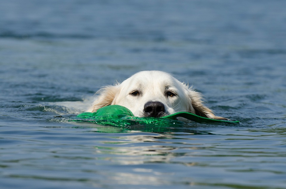 cane nuota in acqua