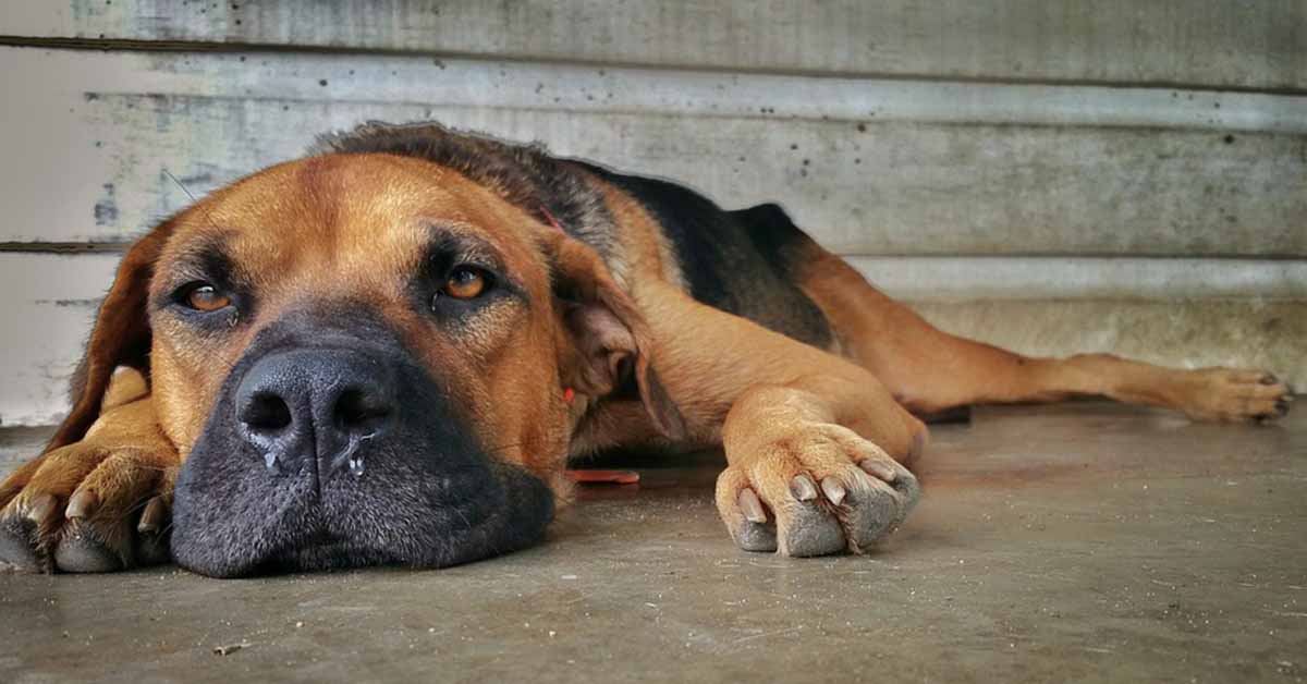 Glucagonoma nel cane: cos’è questo tumore e cosa sapere