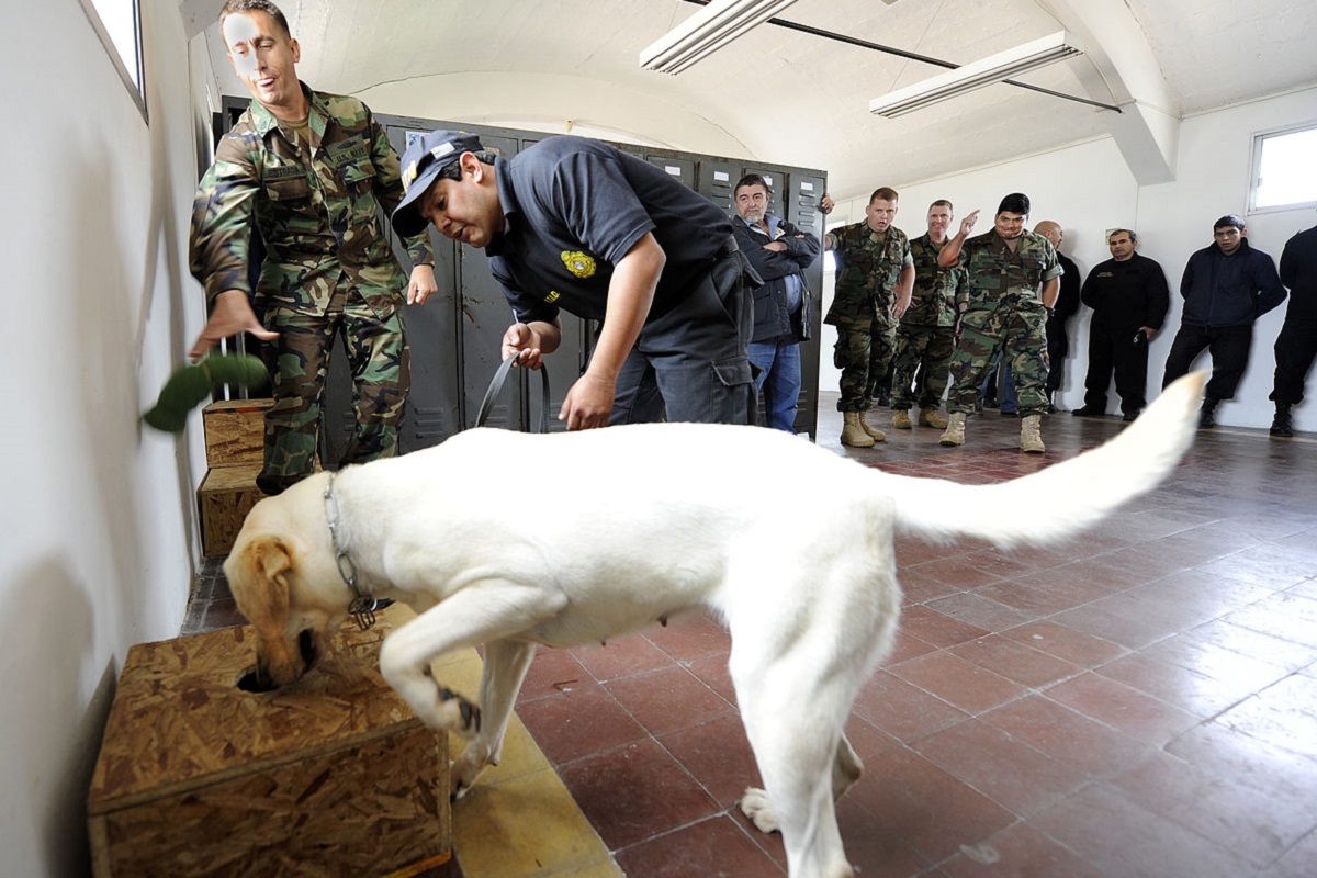 cane dell'esercito