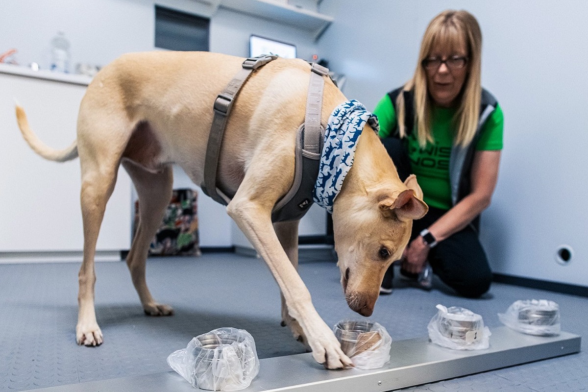 cane addestrato a riconoscere le droghe