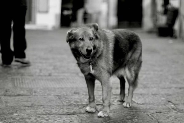 cane in bianco e nero