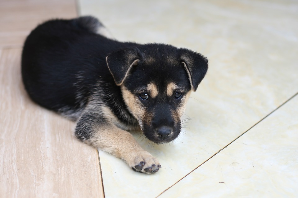 indigestione per il cane