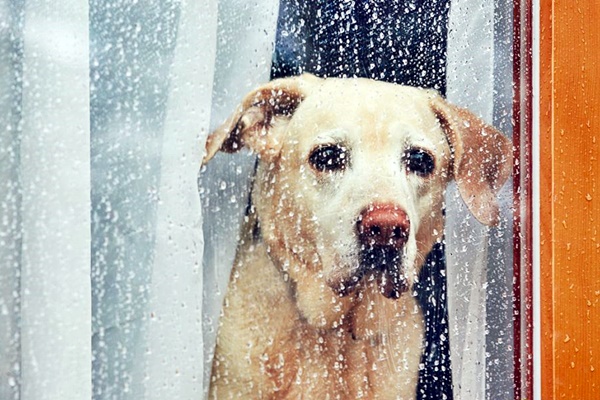 cane e temporale