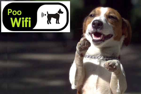 I cani sentono il wi-fi