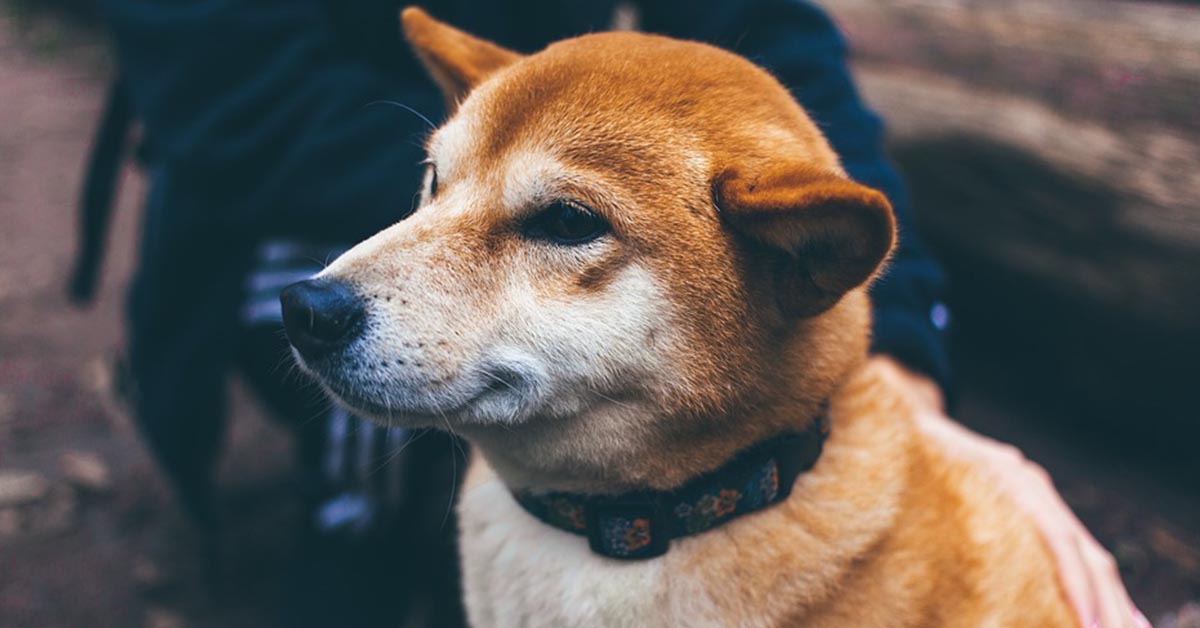 Infiammazione del disco cervicale nel cane: cosa bisogna sapere