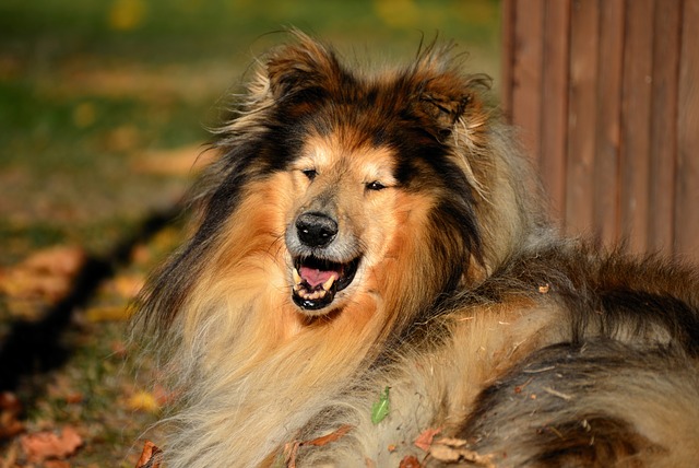 cane con cervicale