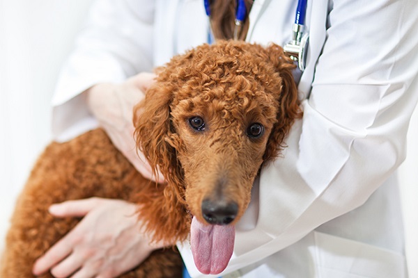 cane dal veterinario 