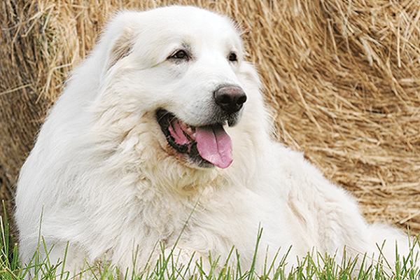 cane pastore maremmano