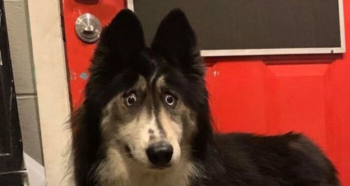 Jubilee, l’husky abbandonata che ha trovato famiglia grazie al suo aspetto “strano”