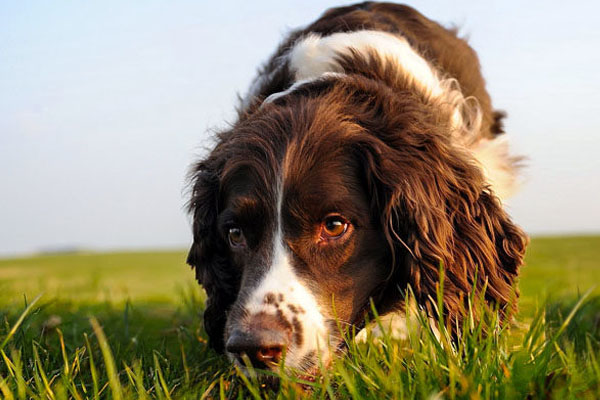 Cane che annusa