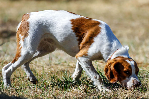 Cane che annusa