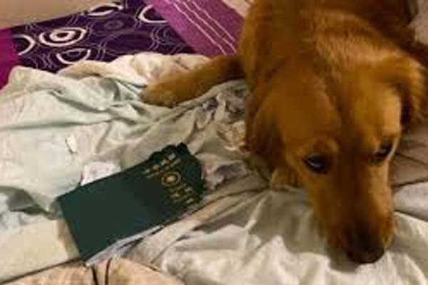 Cane che ha distrutto passaporto