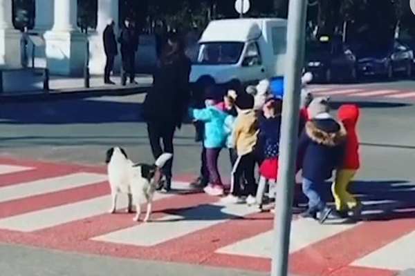 Cane che attraversa la strada con dei bambini