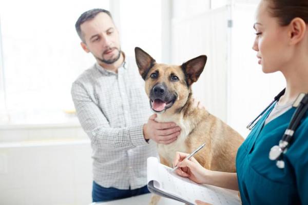 cane dal veterinario