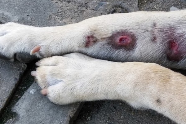 zampe lesionate cane