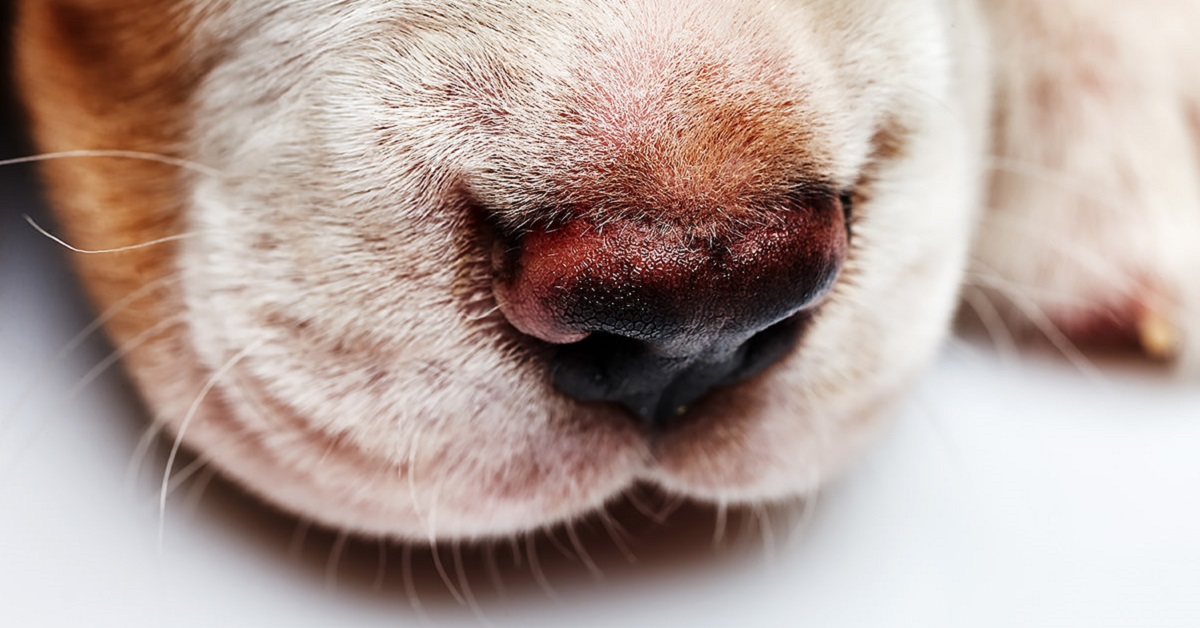 naso del cane lesionato
