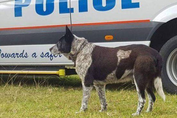 Cane che osserva