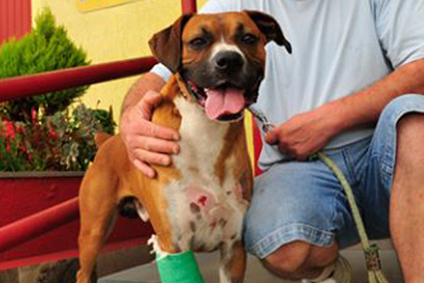 Cane ferito ad una zampa