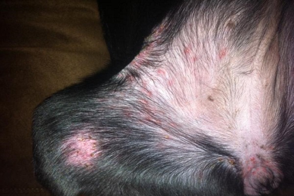 lesioni da morsi di acari del raccolto nel cane