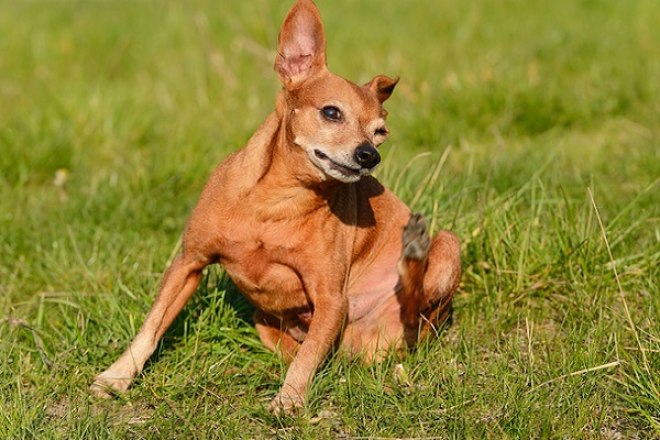 cane con prurito