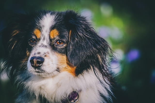 Neurite ottica nel cane