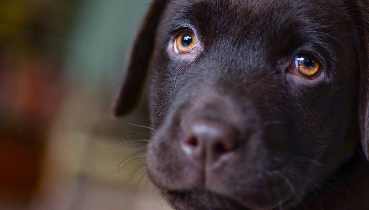 Neurite ottica nel cane: cause, sintomi e trattamento