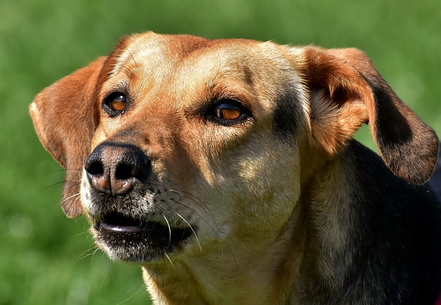 Neurite ottica nel cane