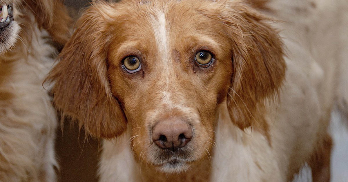 Papilloma virus della pelle nel cane: ecco cosa sapere