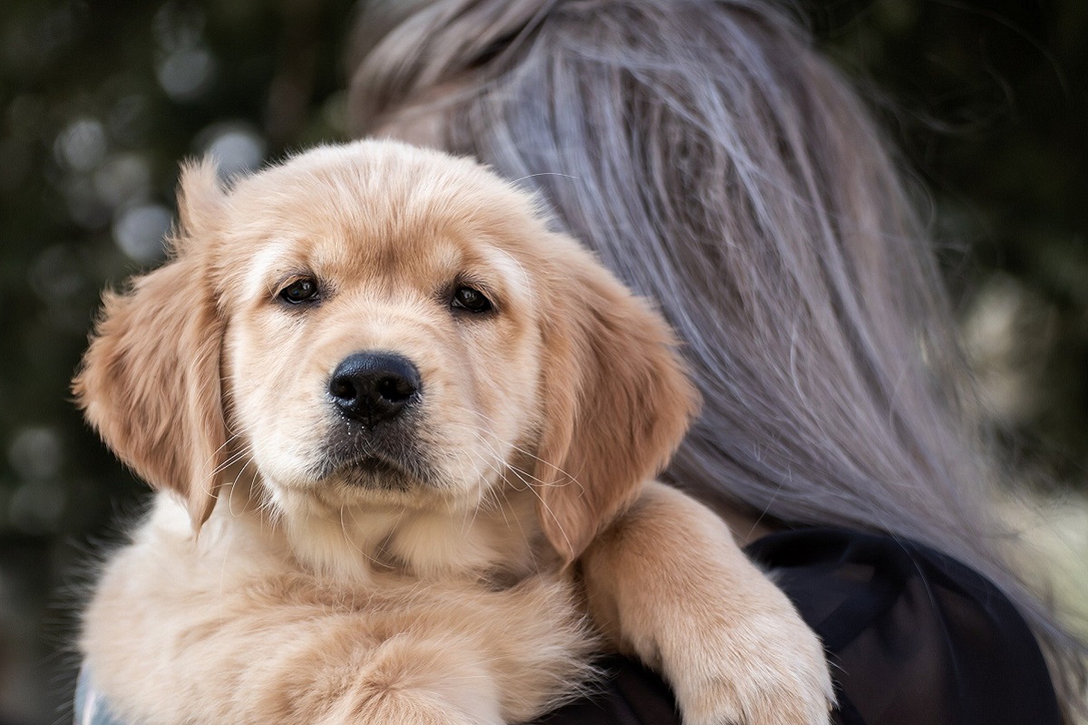 cucciolo di cane in braccio