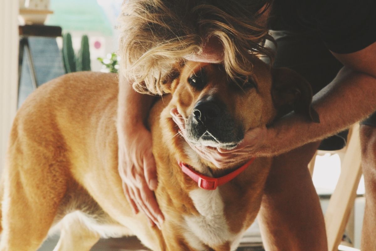 cane aiuta a superare l'ansia