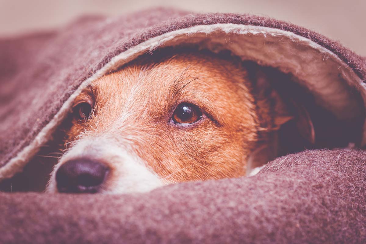 cane sotto coperta