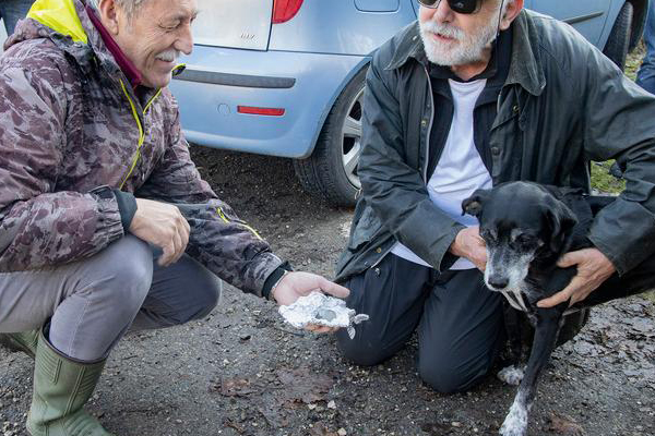 Cane che fiuta