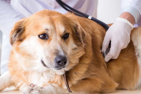 visita al cane con stetoscopio