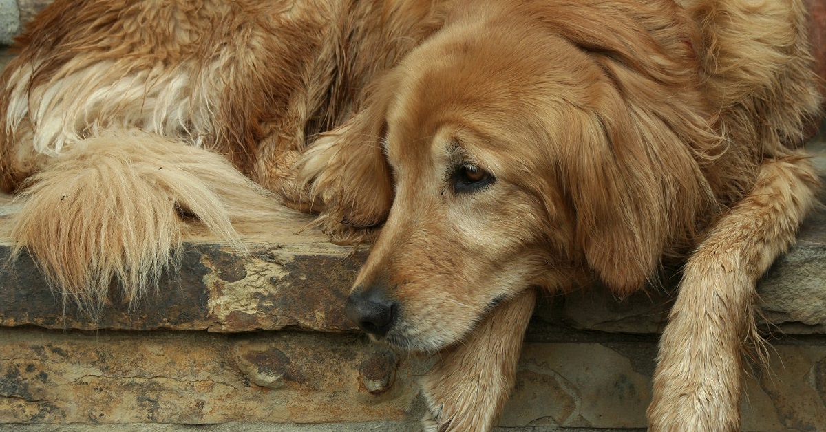 Prolasso uretrale del cane: sintomi, cause e cosa fare