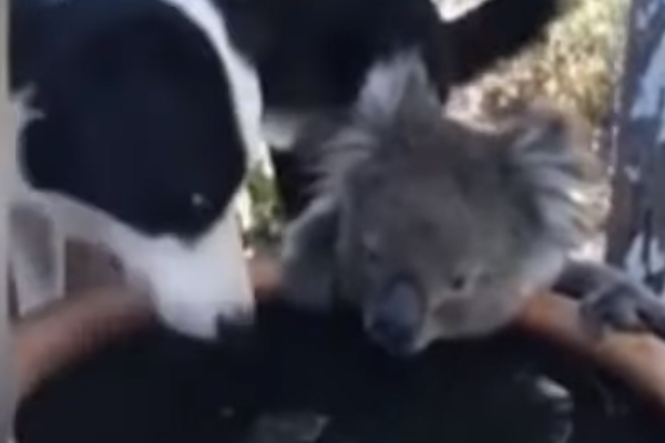 Cane con un koala
