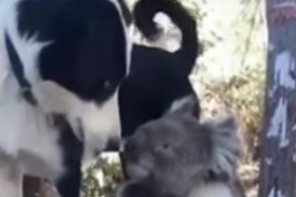 Cane con un koala